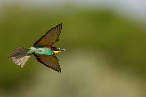 Bee-eater, (Merops apiaster), flight photo, Tiszaalp-r, Kiskuns-gi National Park, B-cs-Kiskun,