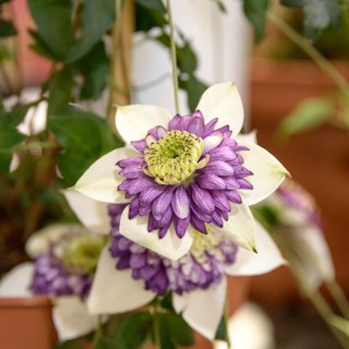 Clematis VIENNETTA®, IPM 2014, Germany
