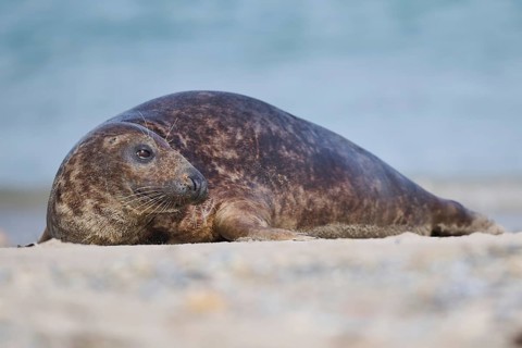 Grey seal (Halichoerus grypus) lying on the beach, Düne, Helgoland, Schleswig-Holstein, Germany