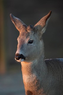 Portrait of a female Roe Deer, Roe deer doe (Capreolus capreolus) in first morning light. Some