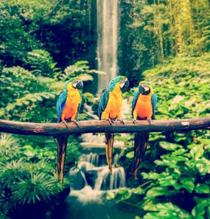 Vintage retro effect filtered hipster style travel image of Blue-and-Yellow Macaw (Ara ararauna),