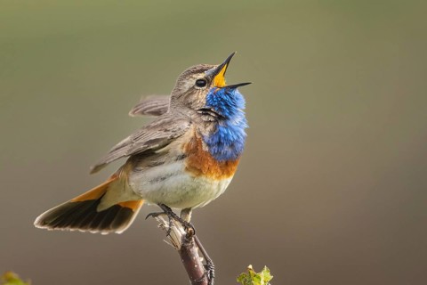 Bluethroat (Luscinia svecica cyanecula) male singing, Armenia