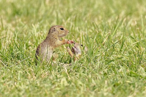 European ground squirrel (Spermophilus citellus) two young animals playing in a meadow, Burgenland