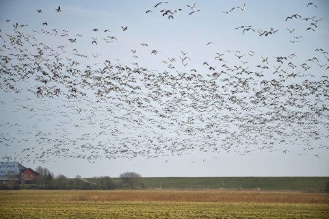 Barnacle geese, white-fronted geese (Branta leucopsis) flying in a flock near Westerhever,