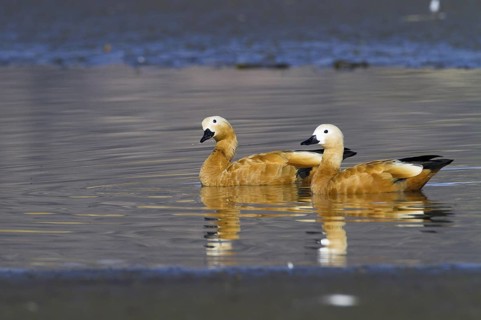 Ruddy Shelduck (Tadorna ferruginea), Madrid, Spain
