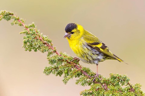 Erlenzeisig, Eurasian Siskin, Siskin, Spruce Siskin, Carduelis spinus, Tarin des aulnes, Lúgano