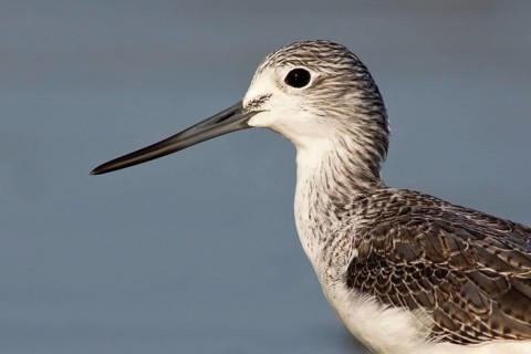 Common Greenshank (Tringa nebularia), Oman