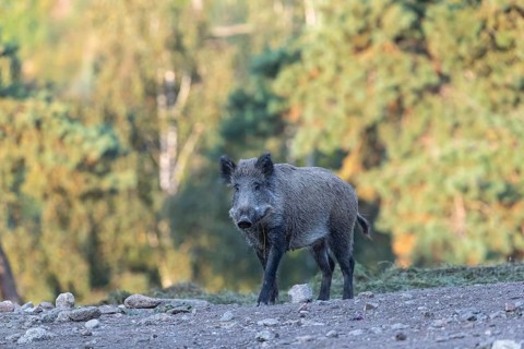 One adult wild boar or wild pig (Sus scrofa) walking over an opening with a green forest in the