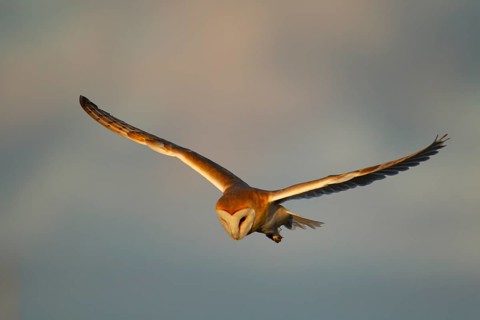 Barn owl (Tyto alba) adult bird of prey flying, England, United Kingdom