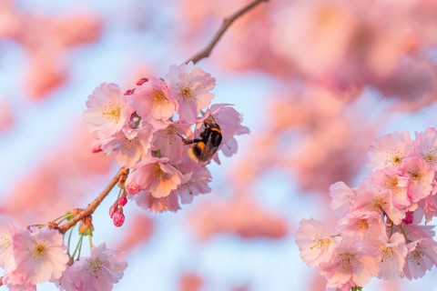 Close-up of a Japanese cherry blossom. A bumblebee pollinates the flowers and searches for pollen