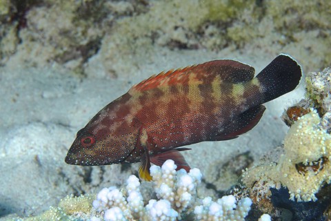 Red grouper (Cephalopholis hemistiktos)