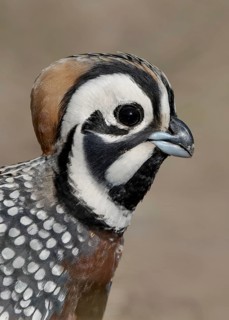 Montezuma Quail (Cyrtonyx montezumae), Arizona, USA