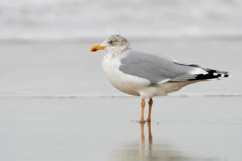 European Herring Gull (Larus argentatus), Schleswig-Holstein, Germany