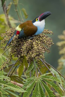 Black-billed Mountain Toucan (Andigena nigrirostris) perched on a branch in Colombia, South America