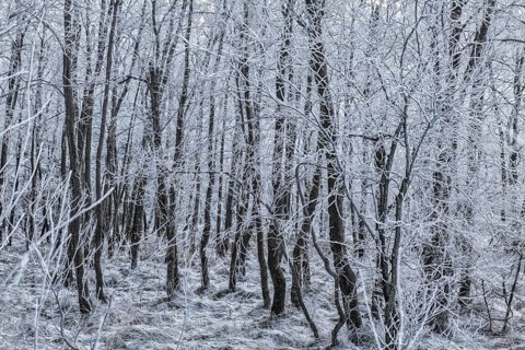 Hoarfrost on trees