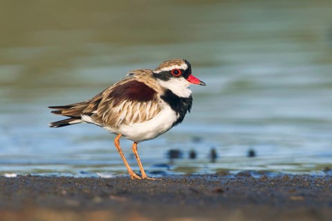 Black-fronted Dotterel (Elseyornis melanops), Victoria, Australia