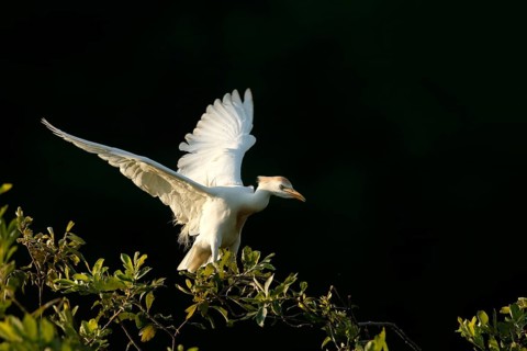 Western Cattle Egret (Bubulcus ibis), Lombardy, Italy