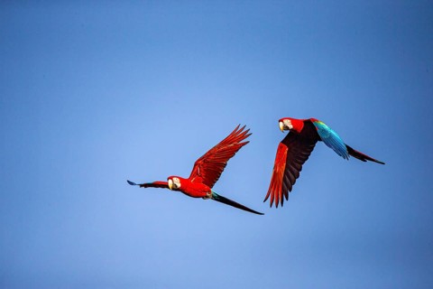 Red-and-green macaw (Ara chloropterus) Buraco das Araras Brazil