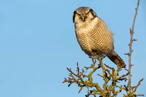 Barred Owl, Hawk Owl, Northern Hawk Owl, Surnia ulula, Chouette épervière, Lechuza Gavilana,