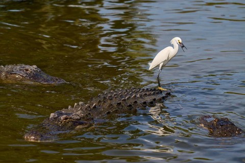 A white bird resting on an alligator swimming through the water, Great Blue Heron (Egretta thula),
