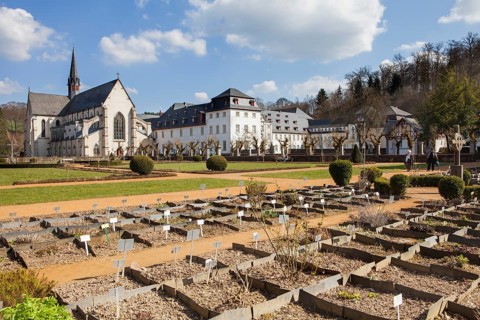Medicinal plants, Cistercian monastery of Marienstatt Abbey, Streithausen, Rhineland-Palatinate,