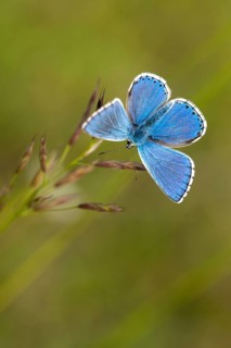 Adonis blue, sky blue blue, Lysandra bellargus, polyommatus bellargus, blue, butterfly, high size,