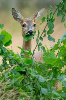 Female roe deer (Capreolus capreolus) in a meadow, grazing on a leaf, feeding, browsing, Vechta,