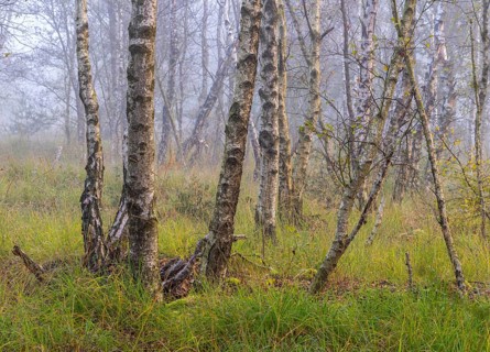 Early morning fog, landscape in and around Wittmoor, Norderstedt, Schleswig-Holstein, Germany
