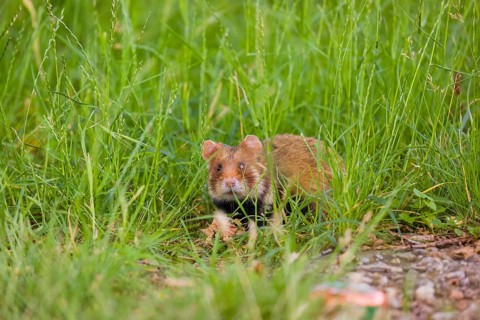 A European hamster (Cricetus cricetus), Eurasian hamster, black-bellied hamster or common hamster,