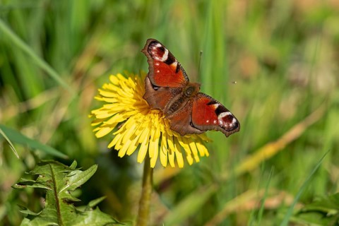 Peacock butterfly (Aglais io) on dandelion flower, Mallum, Eibergen, Gelderland, Netherlands