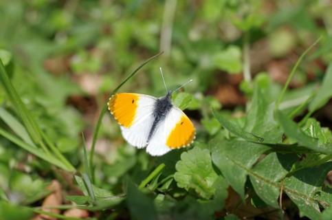 Aurora butterfly (Anthocharis cardamines), male, orange, leaves, open wings, spring, sunlight