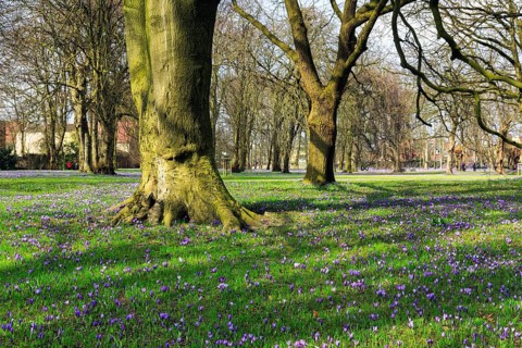 Crocus blossom in Husum Castle Park, crocus meadow, sea of flowers, natural spectacle, Husum, North