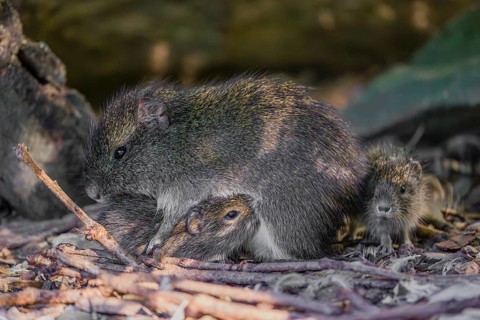 An adult female Brazilian guinea pig (Cavia aperea) nurses one of her babies on the forest floor
