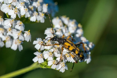 Black and yellow longhorn beetle, cerambycidae, spotted larbock, harlequin longhorn, leptura