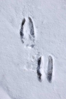 Alpine chamois (Rupicapra rupicapra) footprints, tracks in the snow showing the cloven hooves in