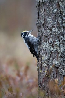 Lesser Spotted Woodpecker (Dryobates minor) female, Nizhegorodskaya, Russia