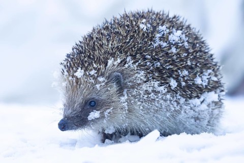 European hedgehog (Erinaceus europaeus) adult animal on snow in a garden in winter, England, United