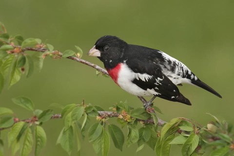 Rose-breasted Grosbeak (Pheucticus ludovicianus), Ohio, USA