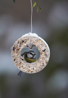 Eurasian Blue Tit (Cyanistes caeruleus), Mecklenburg-Western Pomerania, Germany