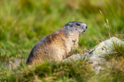 Alpine marmot (Marmota marmota) in autumn, Grossglockner, High Tauern National Park, Austria