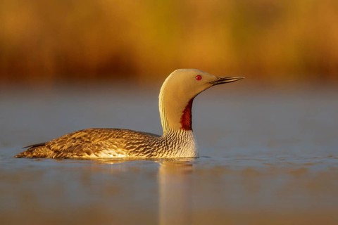 Red-throated Loon (Gavia stellata) in a pond near Nome, Alaska