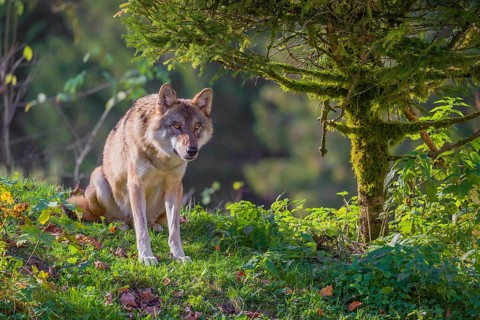 An adult male eurasian gray wolf (Canis lupus lupus) sits on a green meadow on hilly terrain
