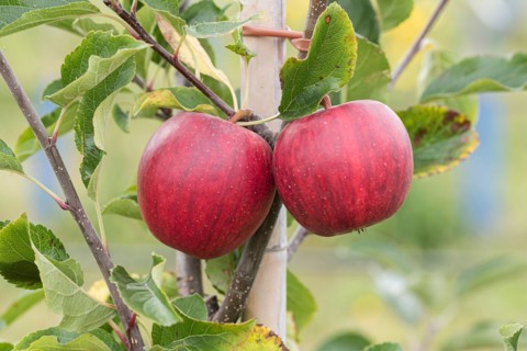 Apple (Malus domestica 'Gala Galaxy'), Cambridge Botanical Garden, Germany