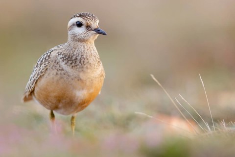 Eurasian Dotterel (Charadrius morinellus), Asturias, Spain