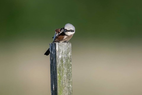Red-backed shrike (Lanius collurio), Emsland, Lower Saxony, Germany
