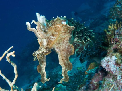 A broad-armed cuttlefish (Sepia latimanus) swims around a colourful coral reef in the deep blue