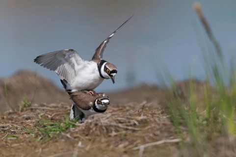 Charadrius dubius, common plover, little ringed plover, birds, charadriiformes, couple, kopula,