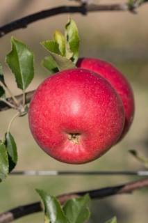 Apple (Malus domestica GALIWA), ZALF Müncheberg, Germany