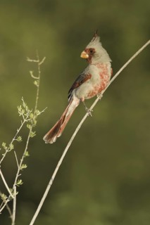 Pyrrhuloxia (Cardinalis sinuatus) male, Arizona, USA