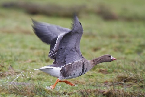 Greater White-fronted Goose (Anser albifrons), North Rhine-Westphalia, Germany